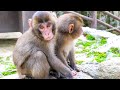 Voyage pour voir la plus grande troupe de singes au monde la montagne des singes mt takasaki