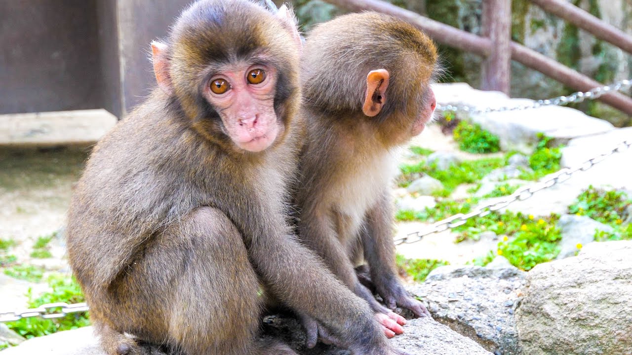 さる天国🐒977匹のさるが住む動物園に行ってきた｜高崎山 - YouTube