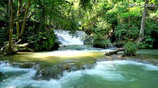 Nature Relaxing Music: Beautiful Rainforest - Calming Zen, Ambient, Spa Stress Relief Music