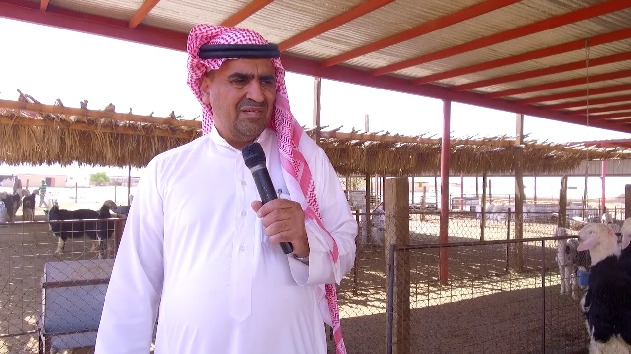 تجربة علف وافي و وافي تربية على النعيم والحري والنجدي