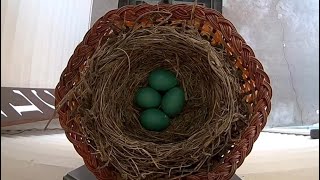 American Robin nest on top of porch light - Part 1