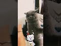 Cats don't like being pointed at. #cat #catlover #cut