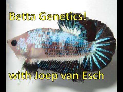 Betta Genetics Chart
