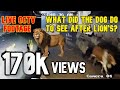              5  what did the dog do to see after lion