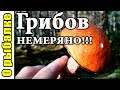 За грибами в лес.Грибов немеряно,проверяем!!!Грибы в ленинградской области 2018.