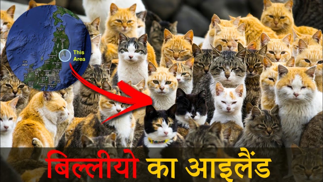Cat Island Japan Documentary in Hindi लोगों से ज्यादा एक द्वीप
