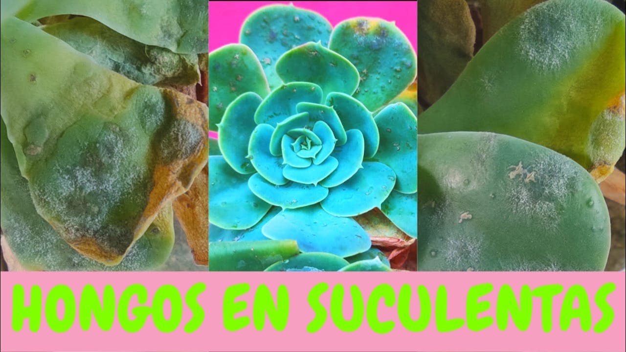 COMO TRATAR HONGOS EN MIS SUCULENTAS