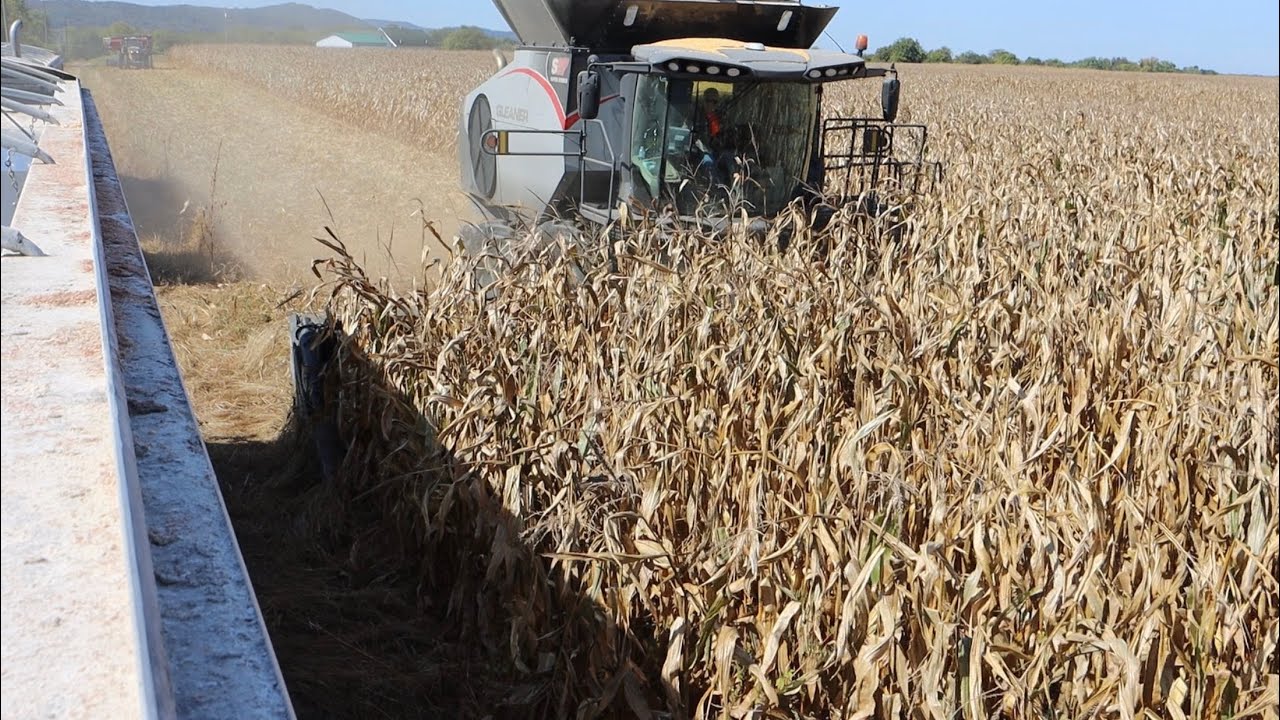 Let’s harvest Soybeans or NOT! YouTube