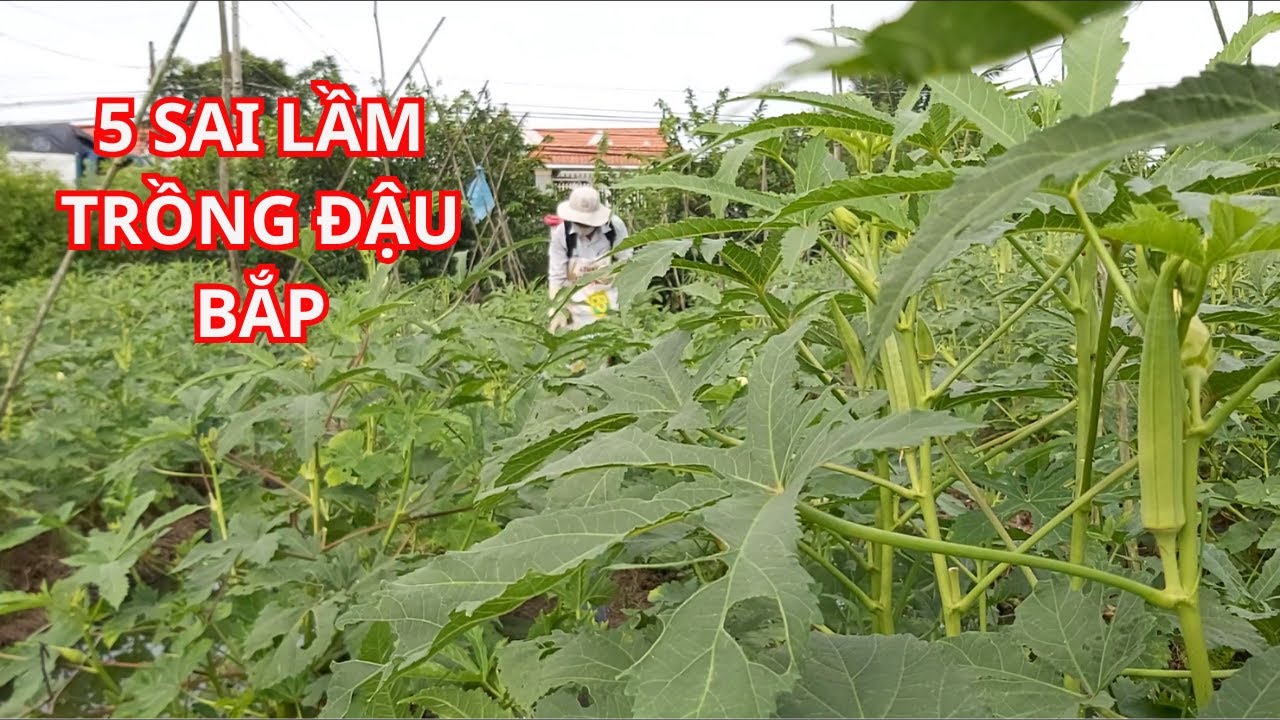 Kỹ thuật trồng đậu bắp năng suất cao: Tránh ngay 5 sai lầm này