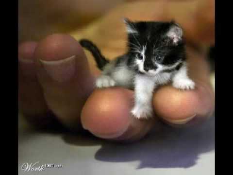 kitty for mitt y