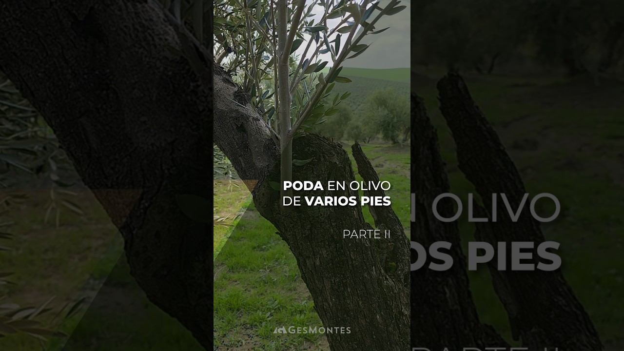 PODA EN OLIVO DE VARIOS PIES - PARTE II