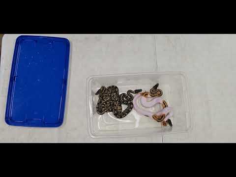 Ball Python Clutch 2026-11 Update