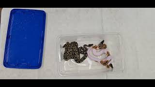 Ball Python Clutch 2026-11 Update