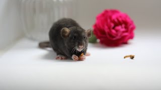 Цветы, белки и крысы