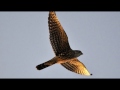 Falcon,  Northern Hobby Birdsong Sound with faint rain and thunder.