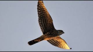 Falcon,  Northern Hobby Birdsong Sound with faint rain and thunder.