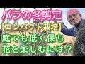 【バラの冬剪定】庭でコンパクトに維持しつつ花を楽しめる手入れ方法(2024年1月)🏡🌹