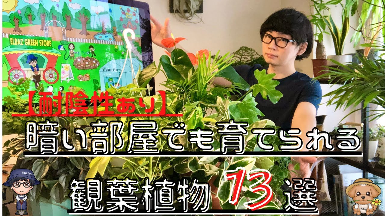 耐陰性あり 暗い部屋 日陰 でも育てられる観葉植物13選 Youtube