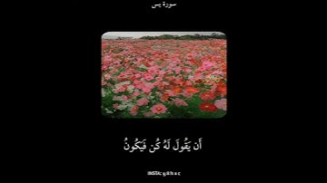 سورة يس🎥:أرح قلبك ♥️