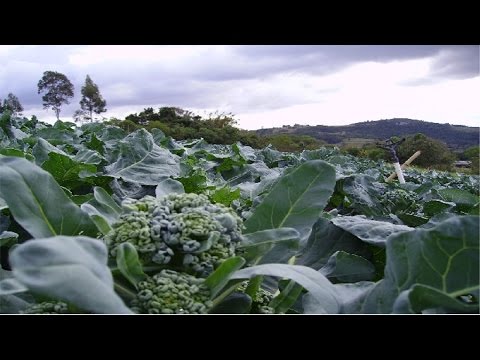 Vídeo: Cultivo adequado de mudas de repolho