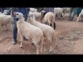 أسعار خروف العيد 2022: تعرف على أقل الأسعار وتفاصيل الشراء 🐑