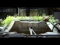 Indoor Tilapia Aquaponics - Baby Fry Update - 5 Weeks Old