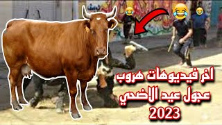 اغرب فيديوهات هروب عجول عيد الاضحي المبارك 2023 هتموت من الضحك وهتستغرب من قوتهم !!