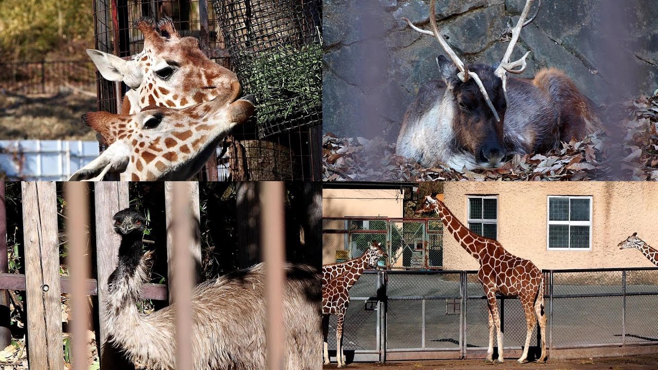 多摩動物公園 かわいい姿に癒やされた キリン トナカイ エミューがキュートでかわいい 東京 日野市 Youtube
