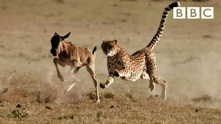 Cheetah chases wildebeest | The Hunt - BBC One - DayDayNews