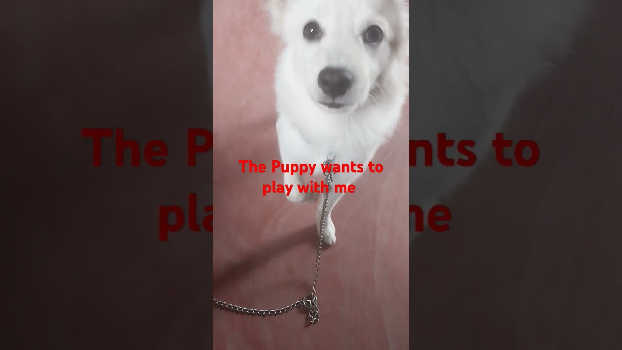 ‪@Lovelypuppy_1‬