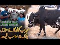 Cattle at Shorab Goth Cow Mandi block No 4 Karachi 2019 Jamshed Asmi Informative Channel