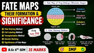 Fate Maps: Their Formation and Significance | Developmental Biology | B.Sc 6th Sem