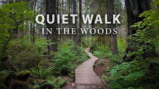 The Perfect Day for a Forest Walk 🌲 A Calm & Serene Journey Through the Woods