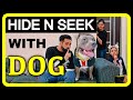 Hide n Seek with our Dog Brody an American Bully | Family Funny Videos | Harpreet SDC