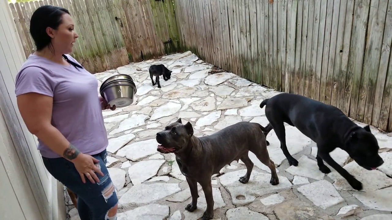 tempo cane corso