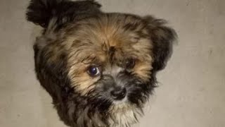 New Video Of Lhasa Apso, Video Of Duku Has Arrived❤❤