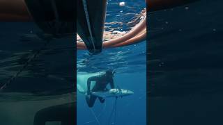 Spearfishing Spanish Mackerel in Bali Indonesia spearfishing fishing