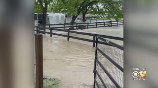 Nearly 60 Horses Come Close To Drowning After Flash Flooding At Plano Riding Stable