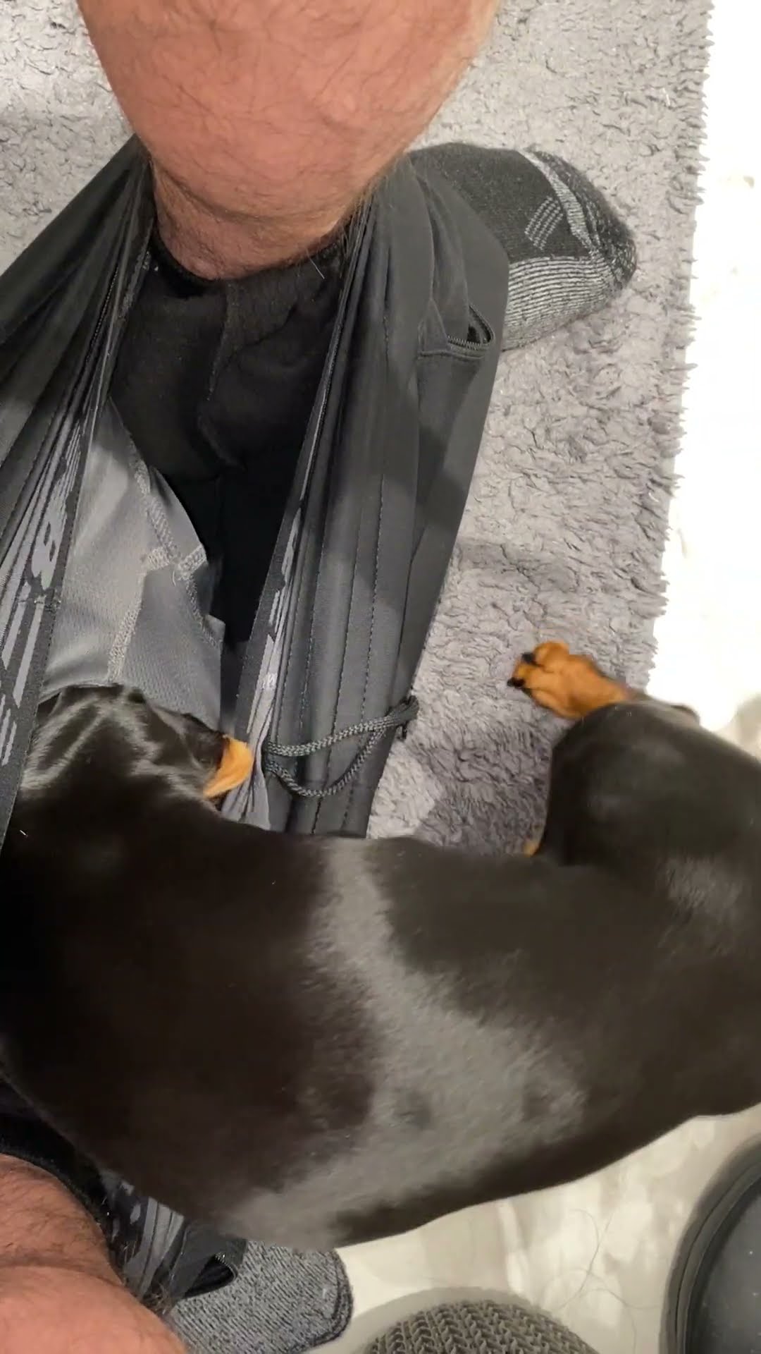 Miniature Dachshund Burrows In Boxers || ViralHog