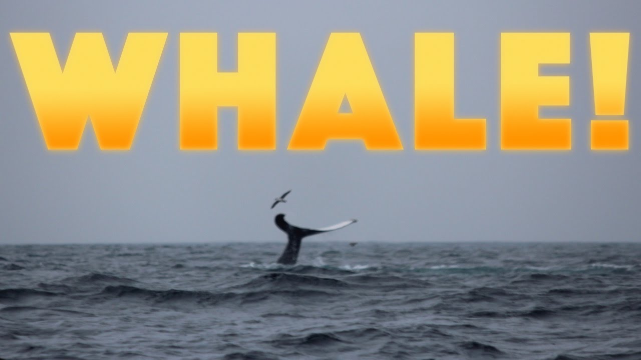 WHALE!  | #42 | DrakeParagon Sailing Season 3
