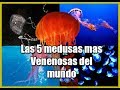 Las 5 medusas mas venenosas del mundo ☣☣ | Medusas de mar | Picaduras de medusas