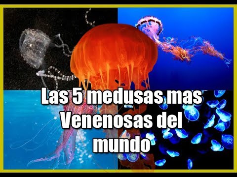 Video: ¿Cuál es la medusa más venenosa del mundo?