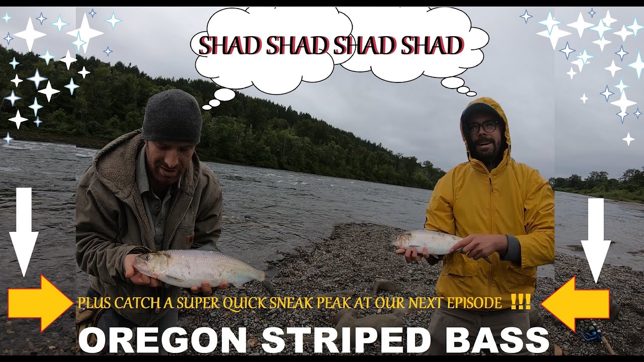 Oregon Fishing Umpqua River Shad Run 2020 TheBite YouTube