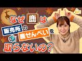 なぜ鹿は販売所の鹿せんべいを取らないの？／す・またん！