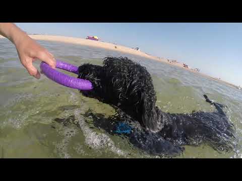 Ozzy - cão de água português Cão de Agua Português. Origen, Características, Alimentación, Cuidados Y Curiosidades