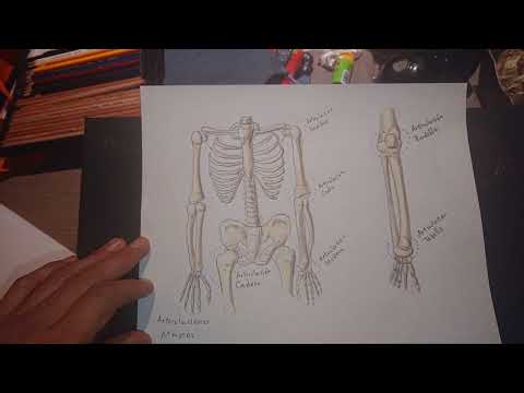 Video: Nomenclatura Anatomică - Glosar De Termeni Medicali