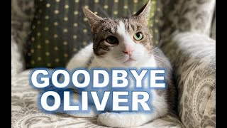 Goodbye our cat Oliver! Our kitty passed away last January 5, 2024
