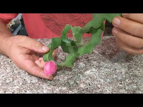 Video: Ätbar Pitahaya Kaktus. Växande