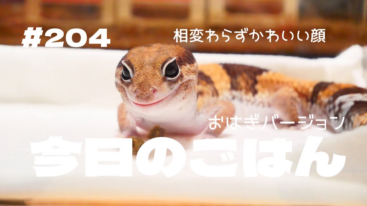 【ニシアフ】餌の頻度はそれぞれ。