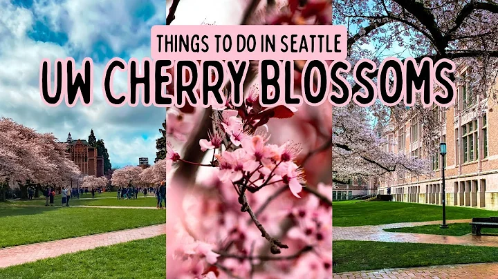 Cherry Blossoms at University of Washington 2022